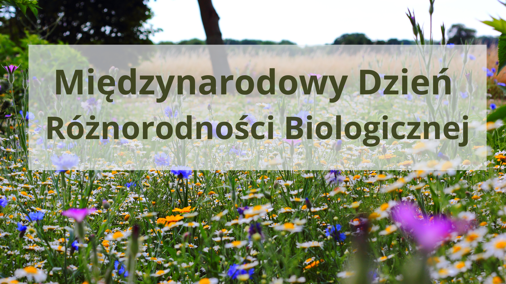 22 maja Międzynarodowy Dzień Różnorodności Biologicznej - Aktualności - Urząd Miejski w Łomiankach
