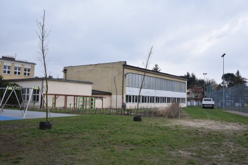 sadzenie drzew wokół Szkoły Podstawowej nr 1 przy ul. Warszawskiej